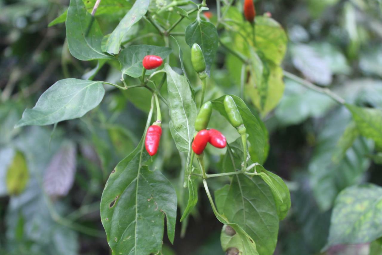 Whistling Woods Farm Stay Kushālnagar 외부 사진